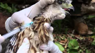 Biodiversidad de la República Dominicana.  Muestra de Cine Medioambiental República Dominicana 2015