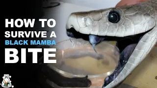 What To Do If You Are Bitten By a Black Mamba