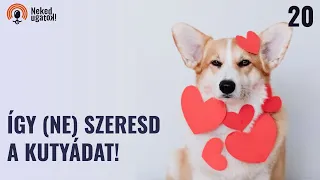 Hogyan szeresd jól a kutyádat? | Valentin-napi különkiadás | #20