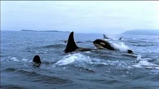 CNN Films' "Blackfish": History of killer ...