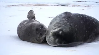 How Moms Matter To Weddell Seal Pups