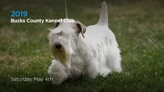 2019 Bucks County Kennel Club Dog Show