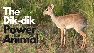 The Dik-Dik Power Animal