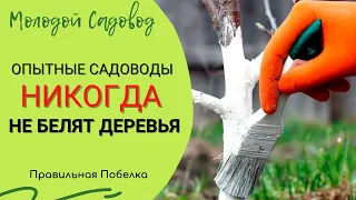 Побелка деревьев осенью | Рецепт побелки для деревьев