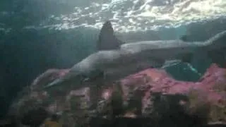 Shark tunnel, Loro Parque, Tenerife