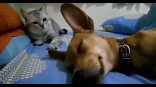 Cat slaps sleeping dog #dog #viral #cat #catlover #cute #funny #crazycsk