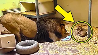 Dad Lion Crouches Down To Meet His Baby Cub For The First Time