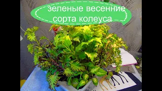 Зеленые сорта колеусов всегда радуют)) Это вечная весна в саду))