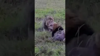 Brutal death of the famous Bob Junior, The legend of serengeti