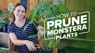 How to Prune Monstera Plants in 6 Simple Steps