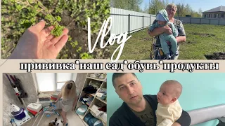 VLOG: Как ПЕРЕЗИМОВАЛ САД/Разбор ОБУВИ/Сделали ПРИВИВКУ Пентаксим/Закуп ПРОДУКТОВ