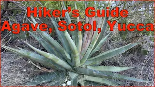 Desert asparagus : agave, sotol and yucca