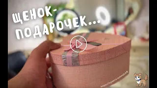 Щенок - подарок в красивой коробочке | Купить щенка шпица в Питомнике