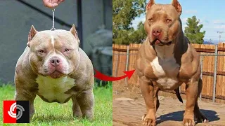 I'm a Big Kid Now Cute Baby Animals   Dogs Grow Up   Great Dane Compilation!