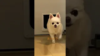 扉の向こうから。。。#チワワ #チワワ多頭飼い #犬のいる生活 #ちわわ