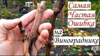 Самая РАСПРОСТРАНЁННАЯ ОШИБКА на Винограднике!