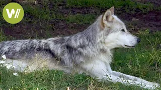 Hund und Wolf: ihre Gemeinsamkeiten und Unterschiede