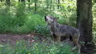 Серый волк   Gray Wolf Энциклопедия животных