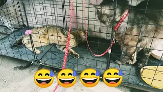 Paano Mag stud ng pusa| cat mating| ilang araw manganganak ang pusa|