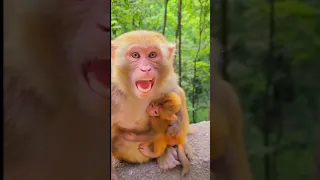 Angry mother monkey doesn't let anyone touch her baby