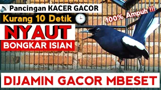 🔴GILA ⁉️ - MASTERAN KACER GACOR FULL ISIAN !! - Suara Burung Kacer yang cocok untuk Latihan Lomba ‼️