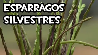 Recolectando unos Espárragos Silvestres | La Huerta de Ivan