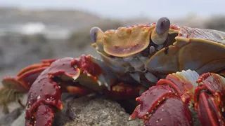 Octopus VS. Crabs