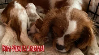 Pom-Pom Delivered Her 3 Puppies in the Middle of the Night