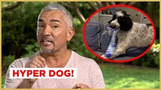 This DOG grabs EVERYTHING in the house! (Cesar911 Shorts)