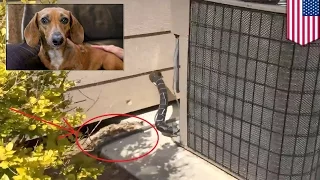 Dogs accidents: miniature dachshund miraculously survives 13 days under concrete slab