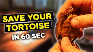 How to save your dying tortoise. How to medicate and hydrate your tortoise in 60 seconds.