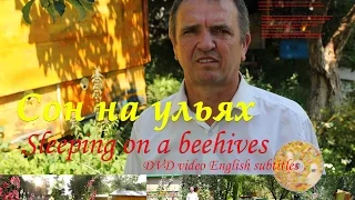 Сон на улье (интервью с изобретателем) Сон на пчелах