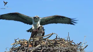 Ospray performs sky dance before mating | Nature: Season of the Osprey