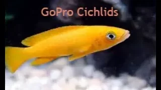 GoPro Cichlids on the Hero 4 Black