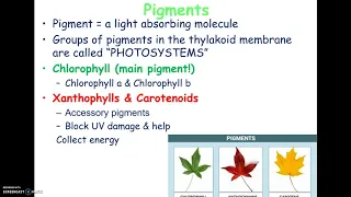 12-3 AP2021 Photosynthesis Part 1