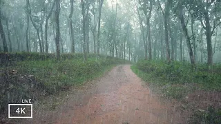 Heavy Rain Walks Compilation |ASMR that will Make you Fall Asleep |Heavy Rain in Indian Village