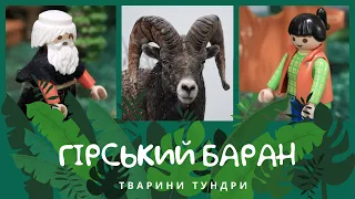 Гірський баран. Тварини Тундри | КоМарко