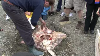 Giant Pacific Skate