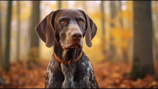 German Shorthaired Pointer An Overview of their Temperament