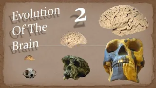 Evolving To See | Evolution Of The Brain - Episode 2