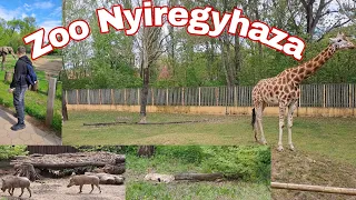 În vizită la cea mai mare grădină zoologică din Ungaria ( Zoo Nyiregyhaza)