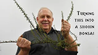 This Long, Gangly Cotoneaster Becomes the Ideal Shohin Bonsai