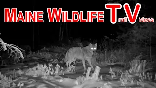 Winter | Coyote Howling | Deer Herd | Hand Feed Chickadee | Trail Cam | Maine Wildlife Trail Videos