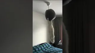 Crazy cat swings from chandelier TikTok by pets9527