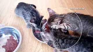 Hungry kittens eating wet food - Don't steal mine!(8 weeks old) CatsLifePhils