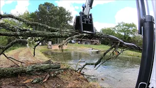 Pt 1 clearing trees from farm pond dam/peninsula. Bobcat e42 r series mini ex and T650 tag team.