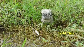 Heron Day_13 🐣 Baby gray heron feeding 🦩