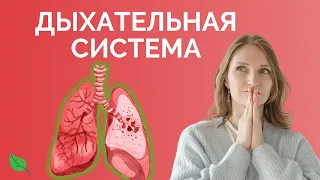 Дыхательная система | ЕГЭ 2023