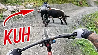 MTB vs. KUH mit HIGHSPEED auf den besten MTB Strecken Österreichs!