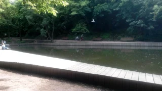 та же крачка охотится / The Same Tern is Hunting